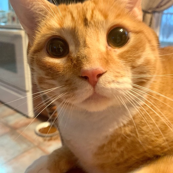 Meet your Posher, Angela - Picture 5 of 8